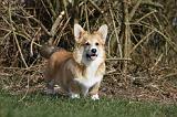 CORGI PEMBROKE 826